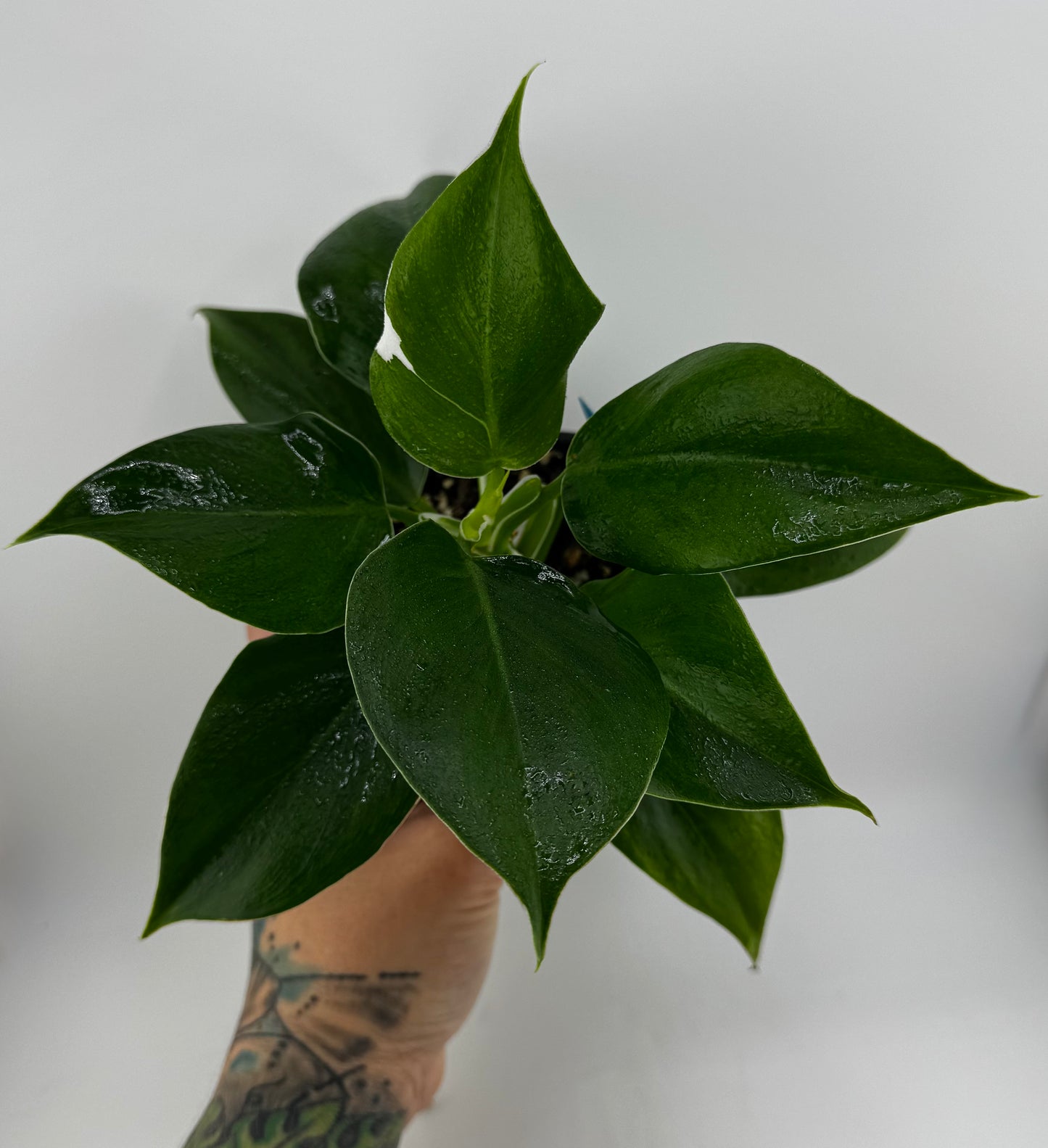 White Wizard Philodendron