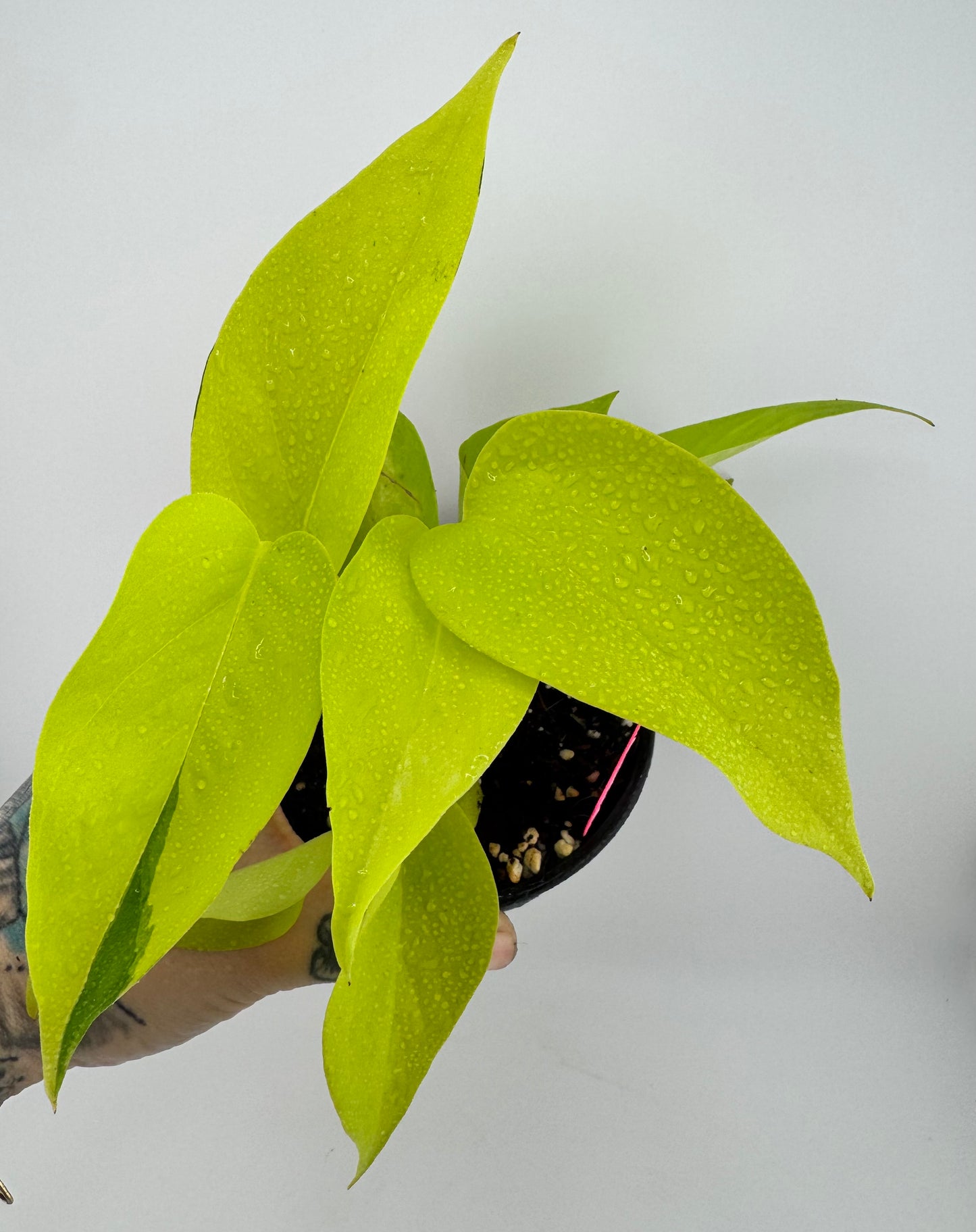 Neon Pothos