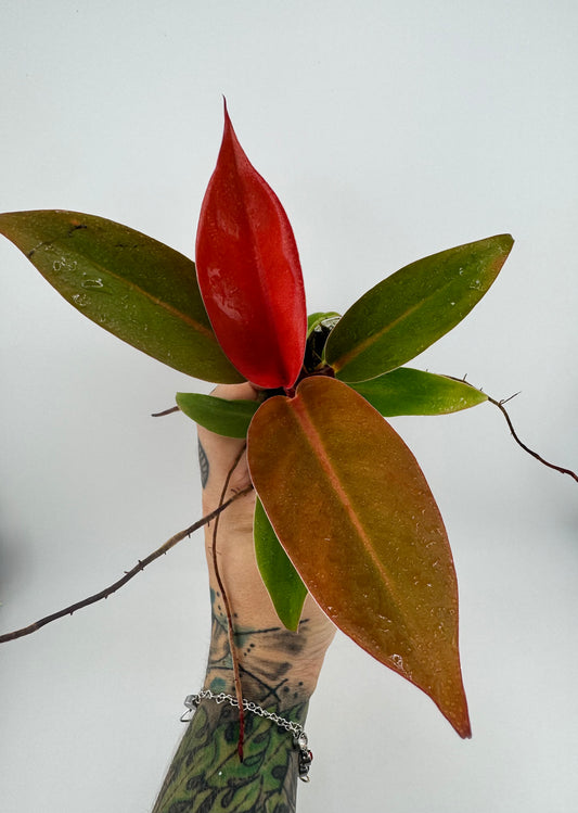 Philodendron Prince of Orange