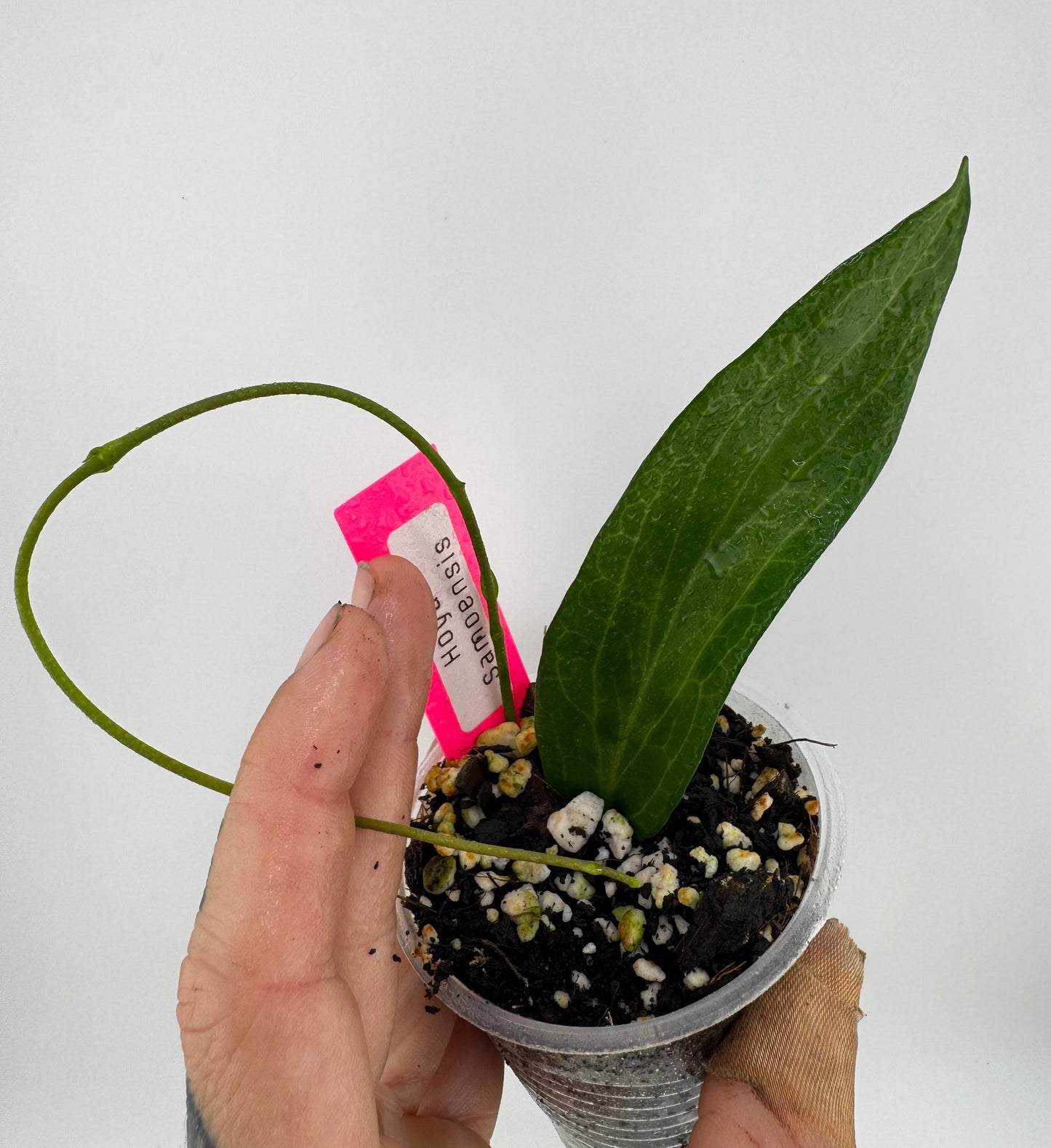 Hoya samoensis