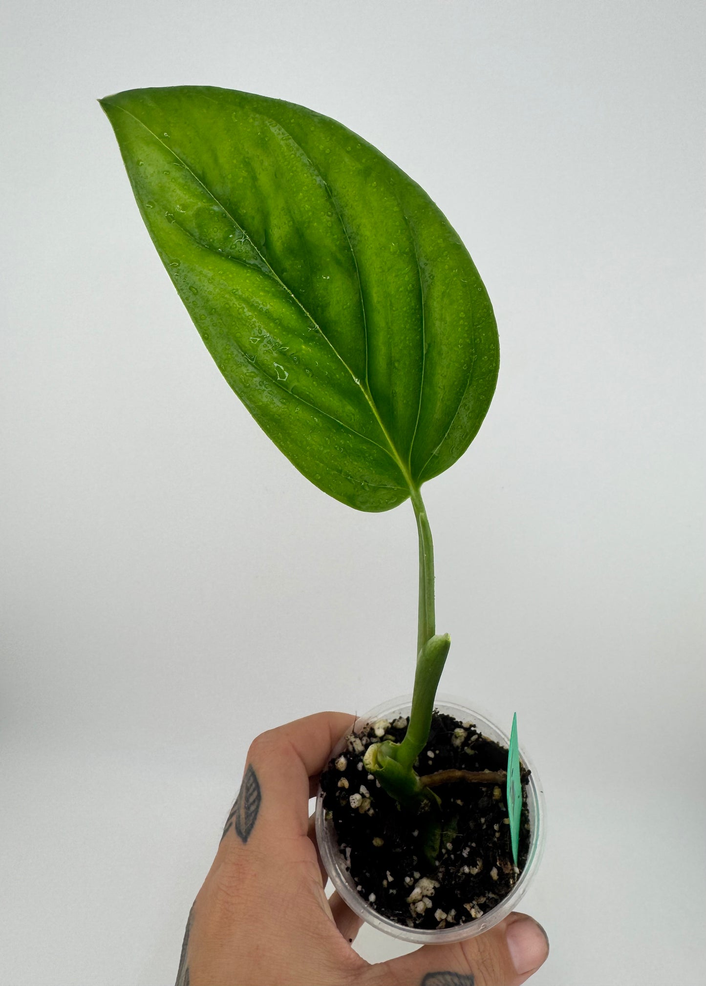 Monstera sp. Límon