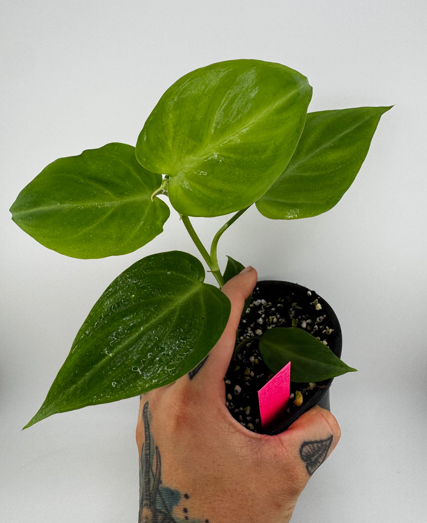 Philodendron Camposportoanum