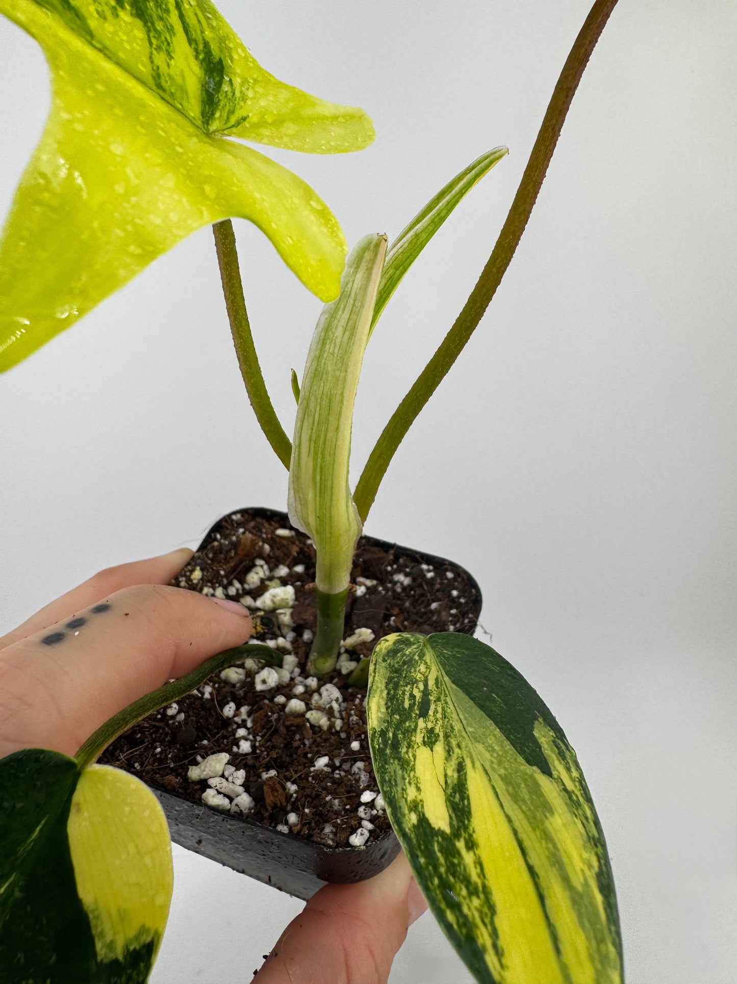 Philodendron Florida Beauty Variegated