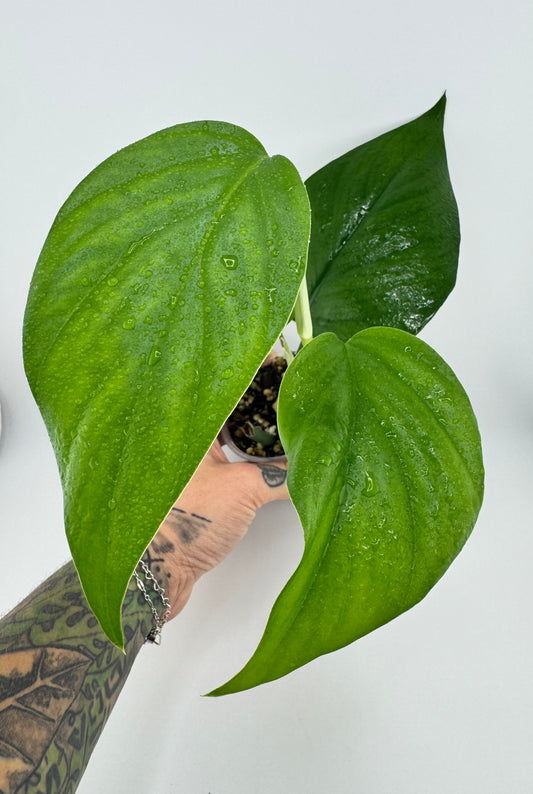 Raphidaphora Pertusa