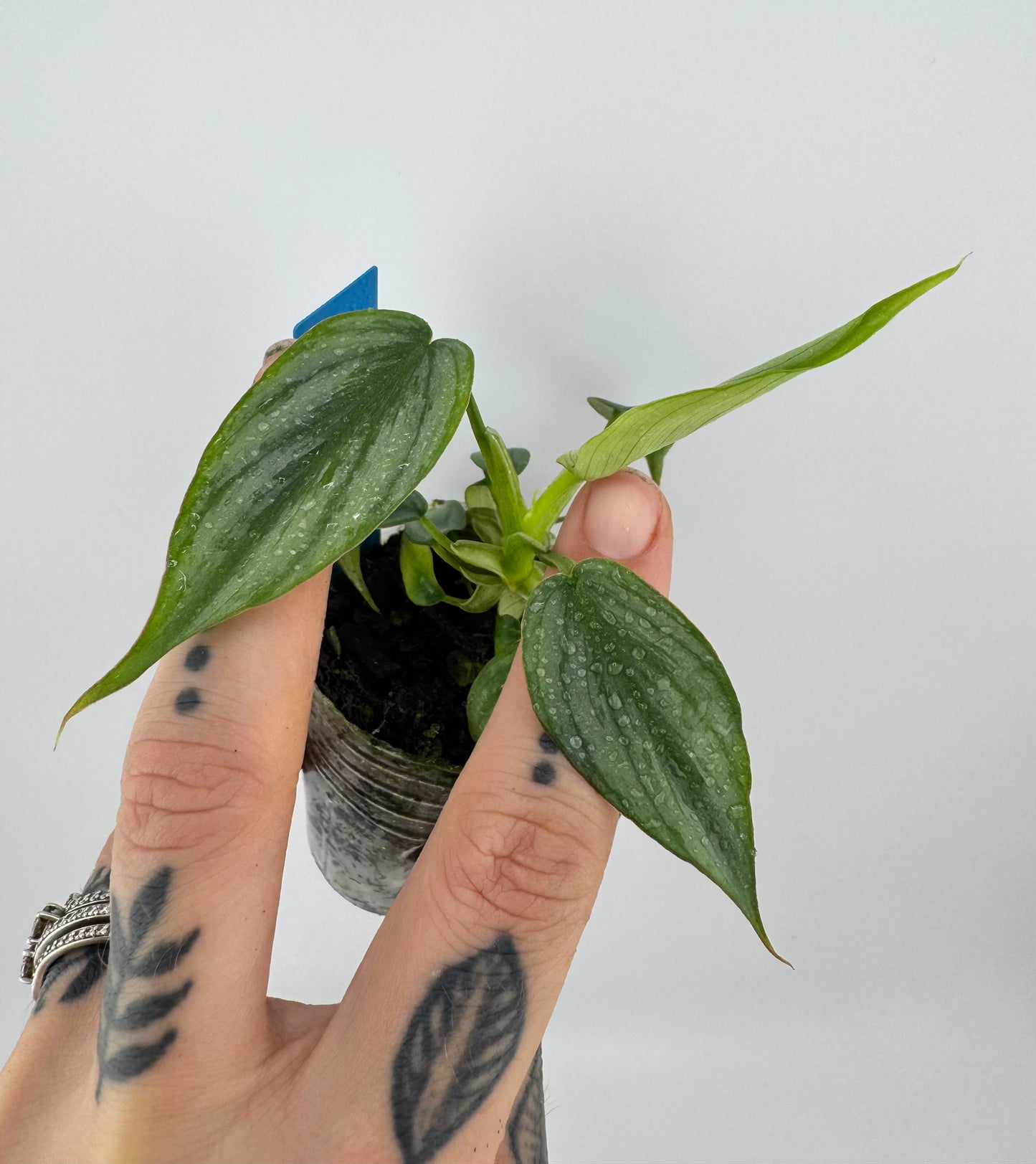 Philodendron Mamei Silver Cloud