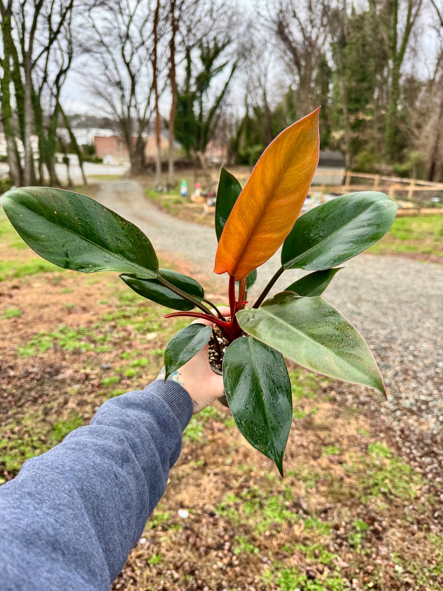 Philodendron Red Congo