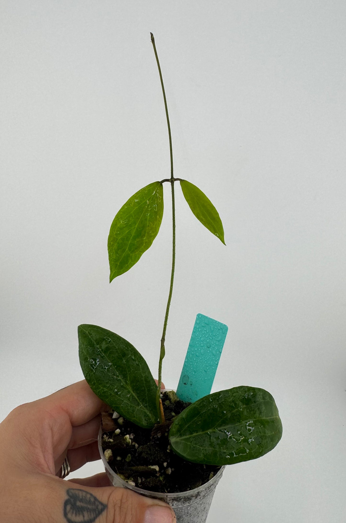 Hoya Camphorifolia