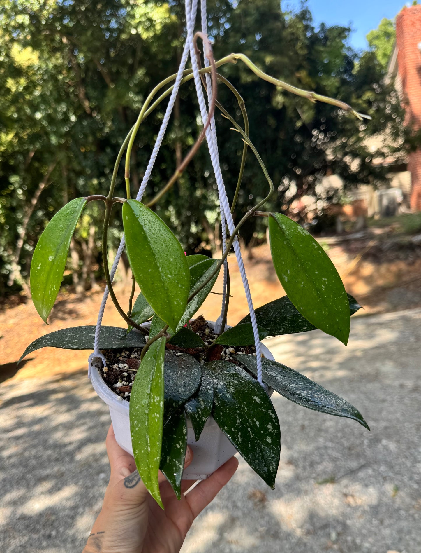 Hoya pubicalyx splash