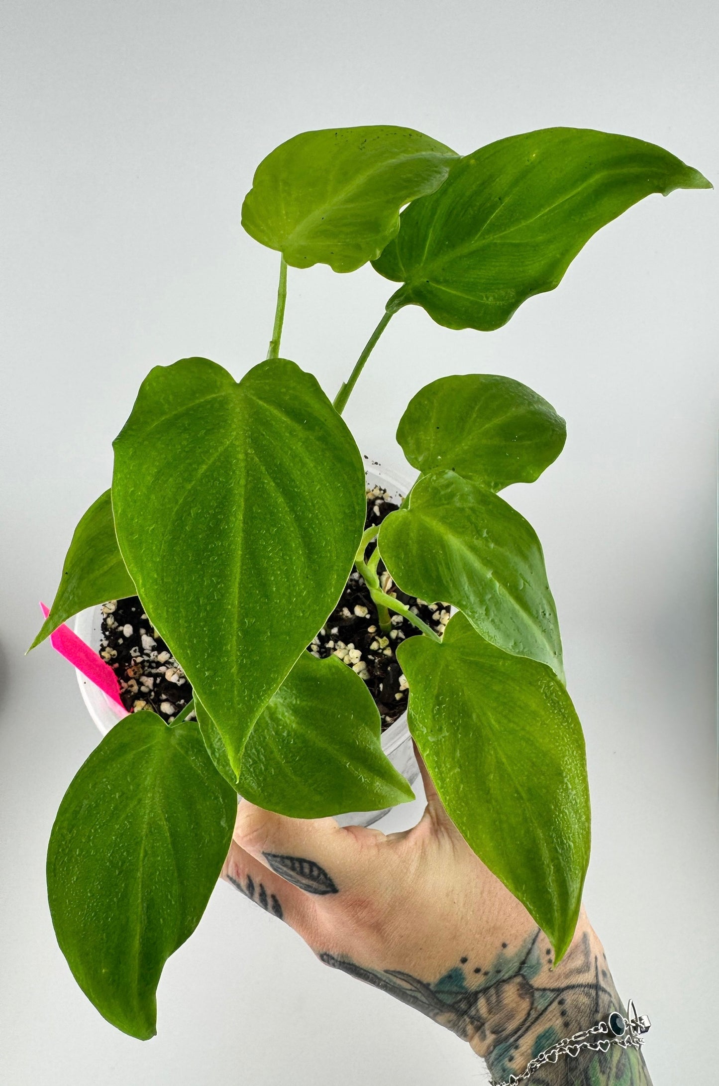 Philodendron Camposportoanum