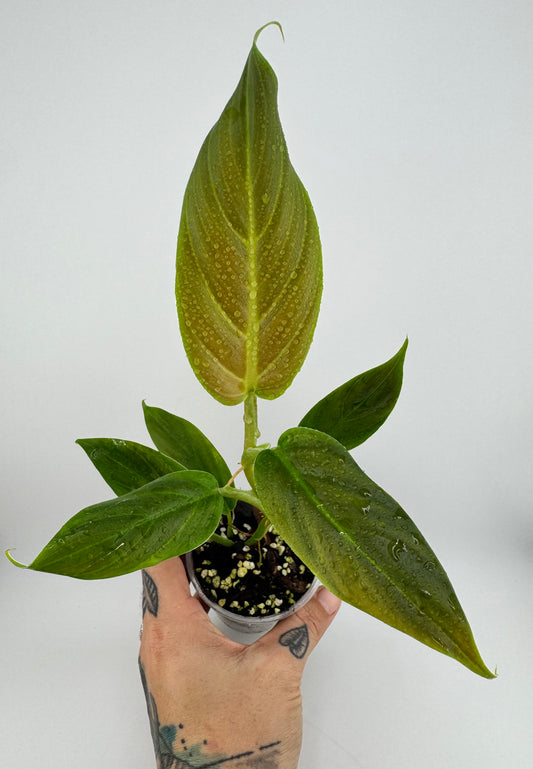 Philodendron Subhastum