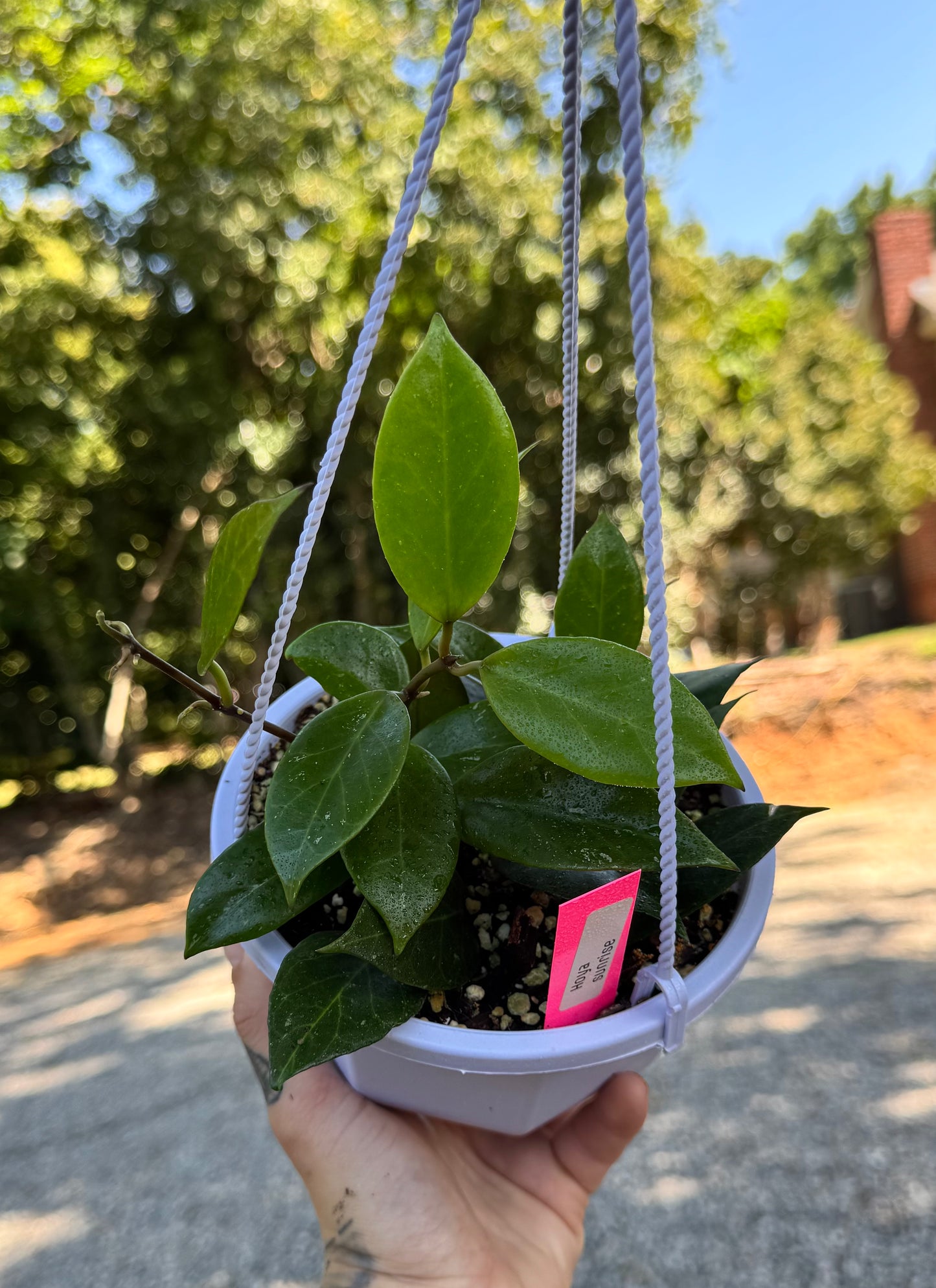 Hoya Sunrise