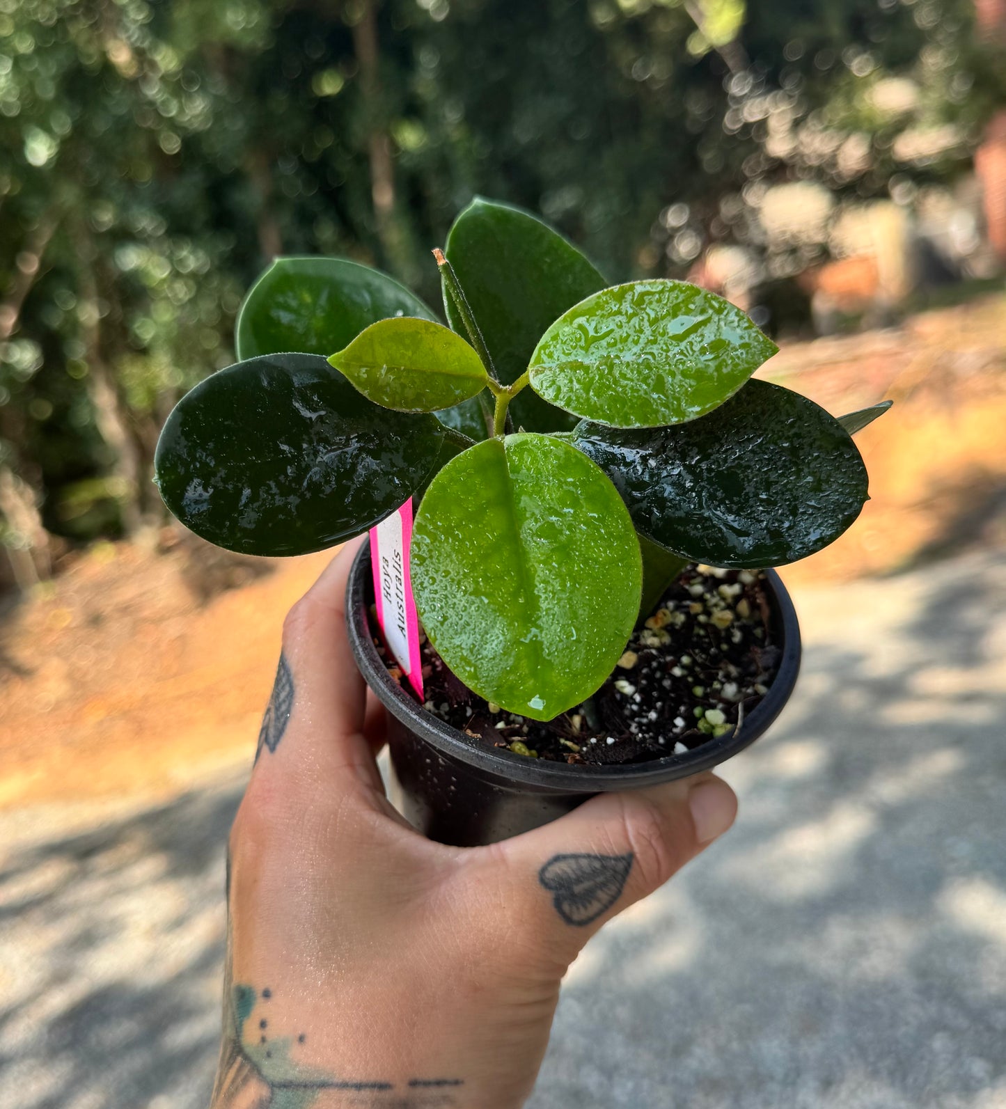 Hoya Australis
