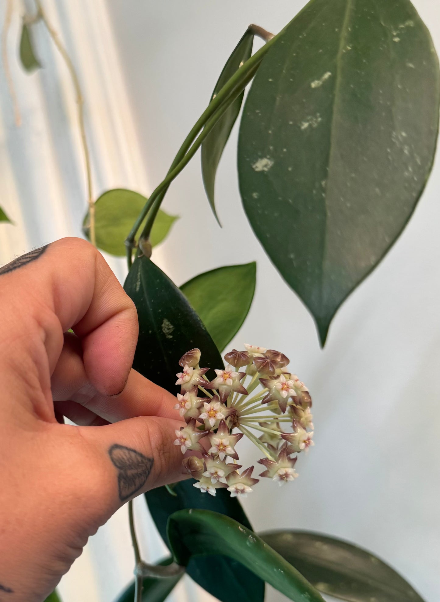 Hoya AH-001 ‘Vietnam’ splash