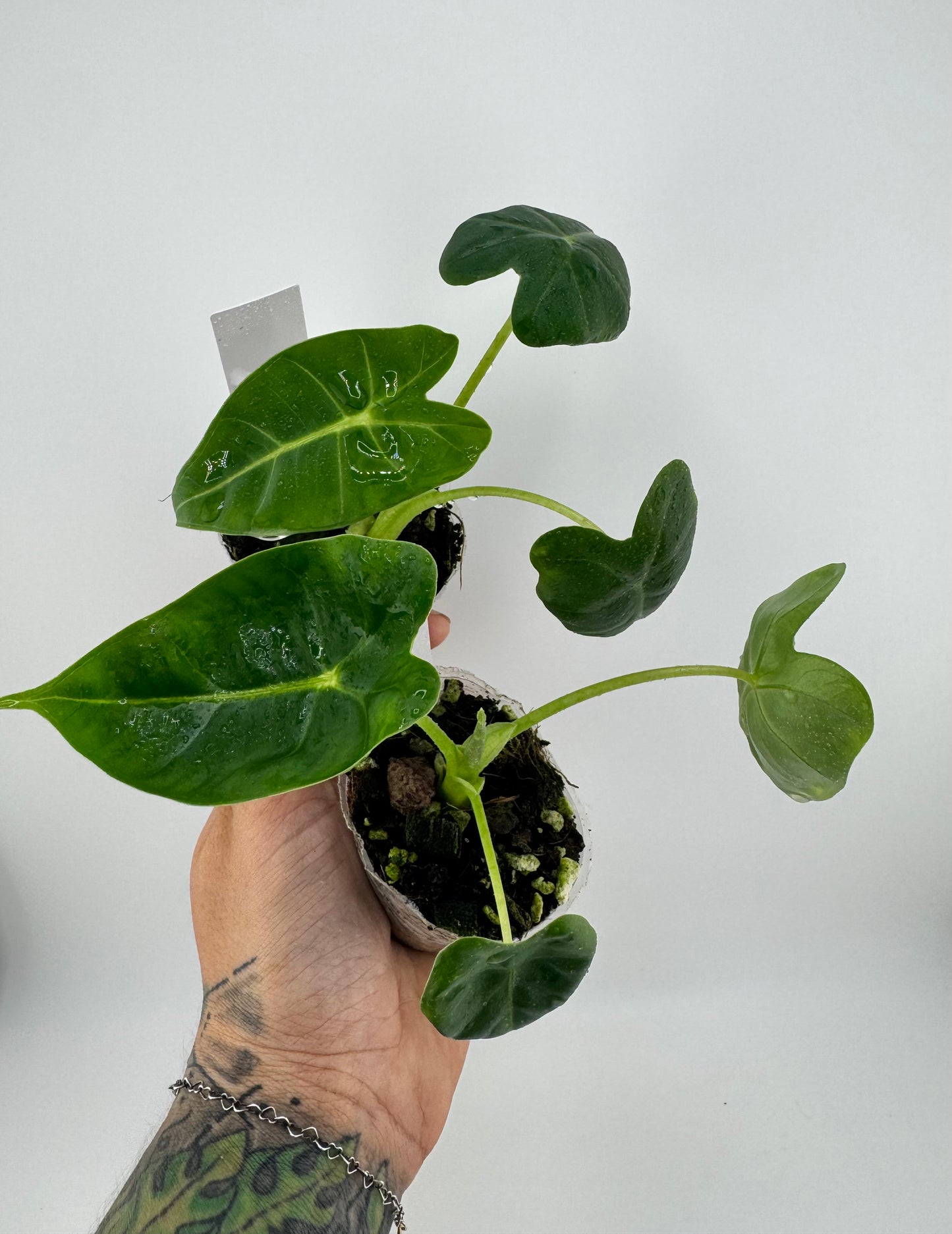 Alocasia Frydek