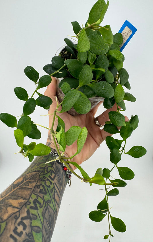 Hoya Huschkeliana yellow flower