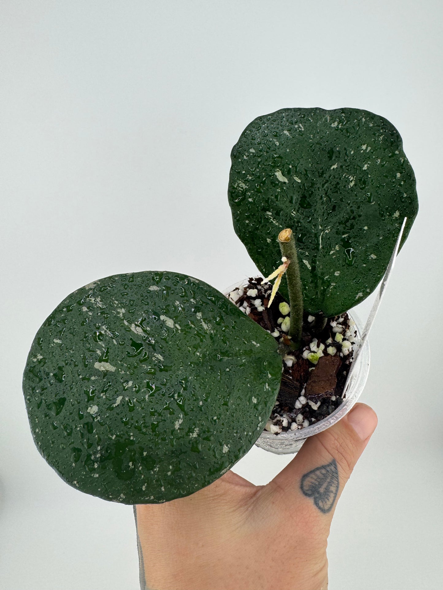 Hoya ‘Joel’