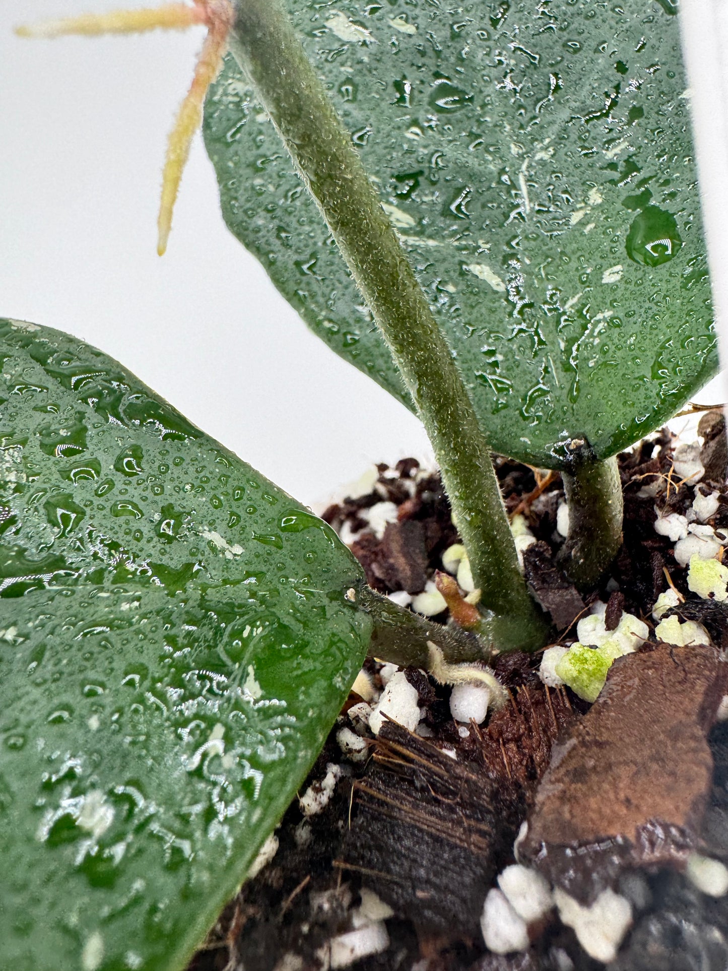 Hoya ‘Joel’
