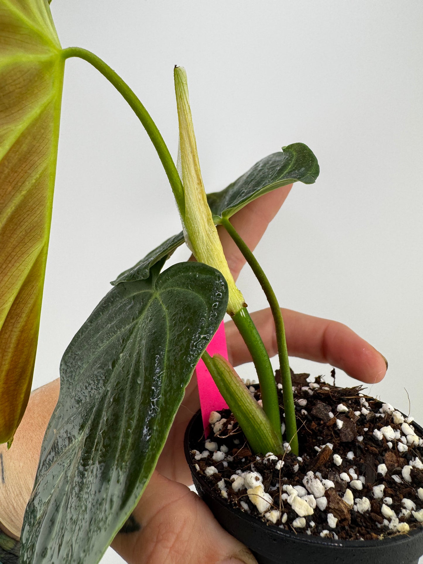 Philodendron splendid (verrucosum X Melanocrysum)