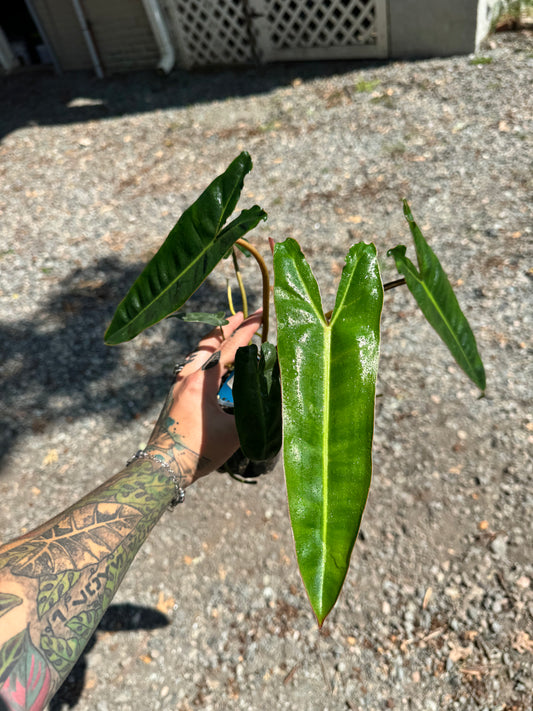 4” Philodendron Billietiae