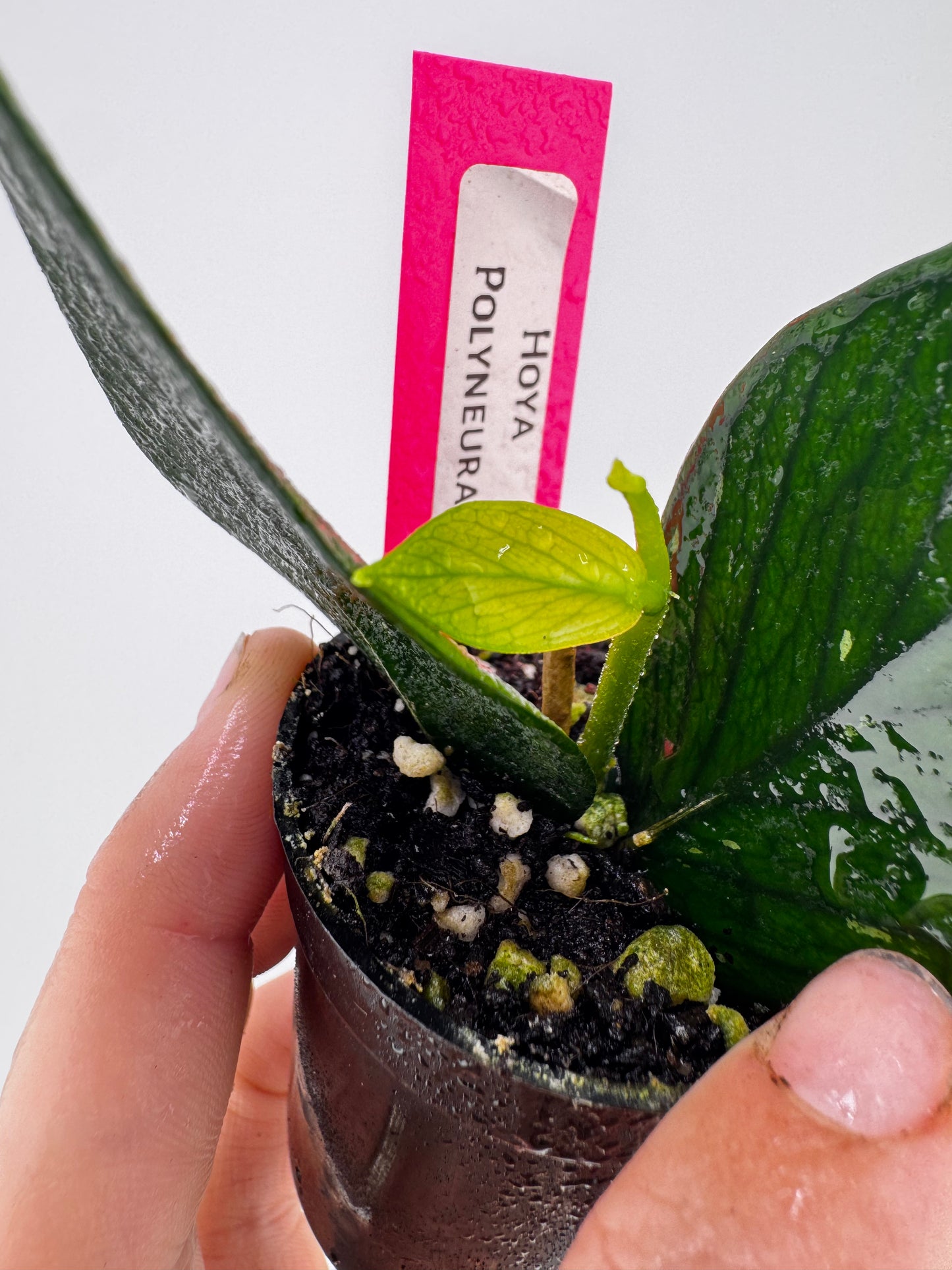 Hoya Polyneura
