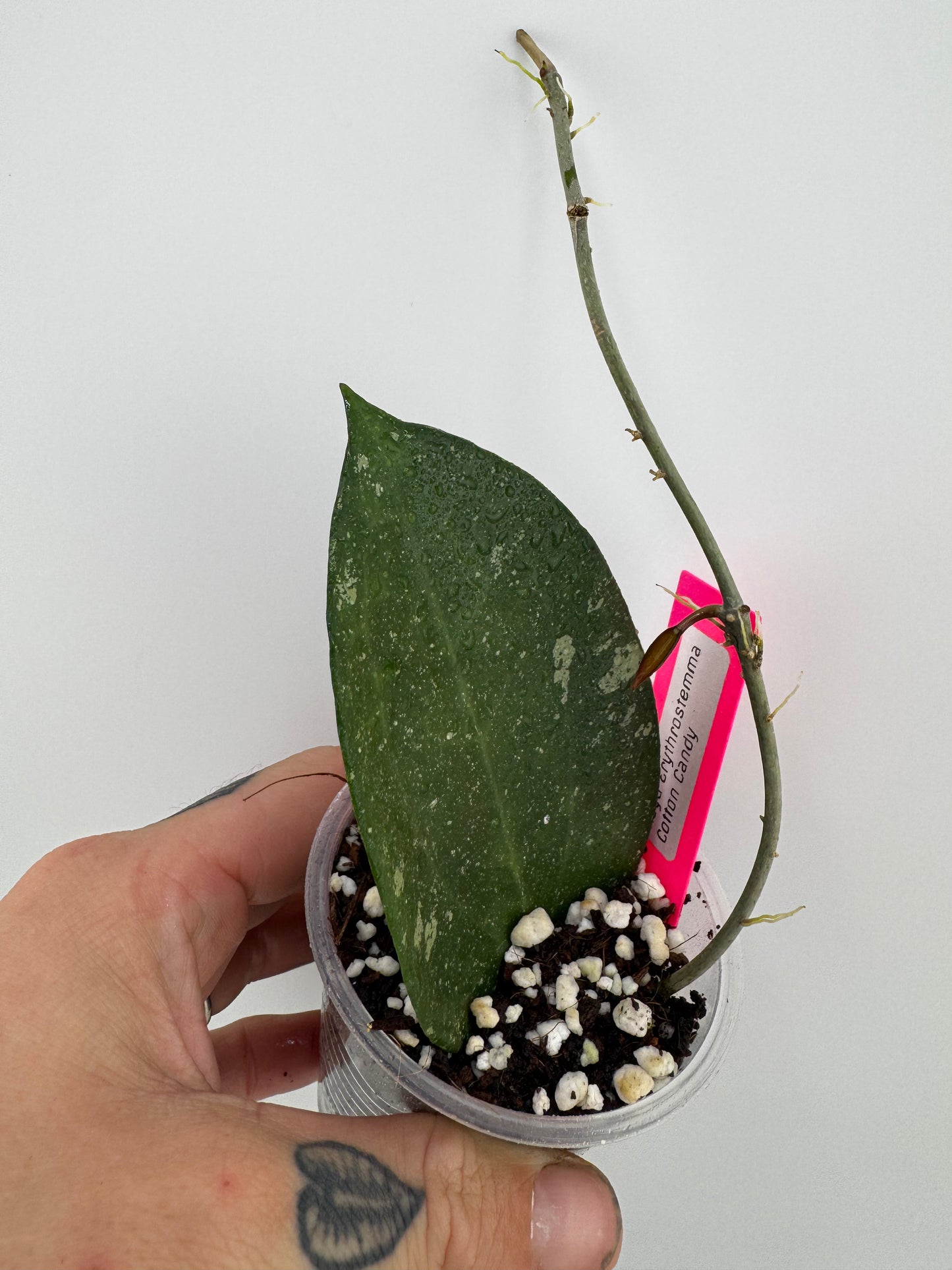 Hoya Erythrostemma ‘Cotton Candy’