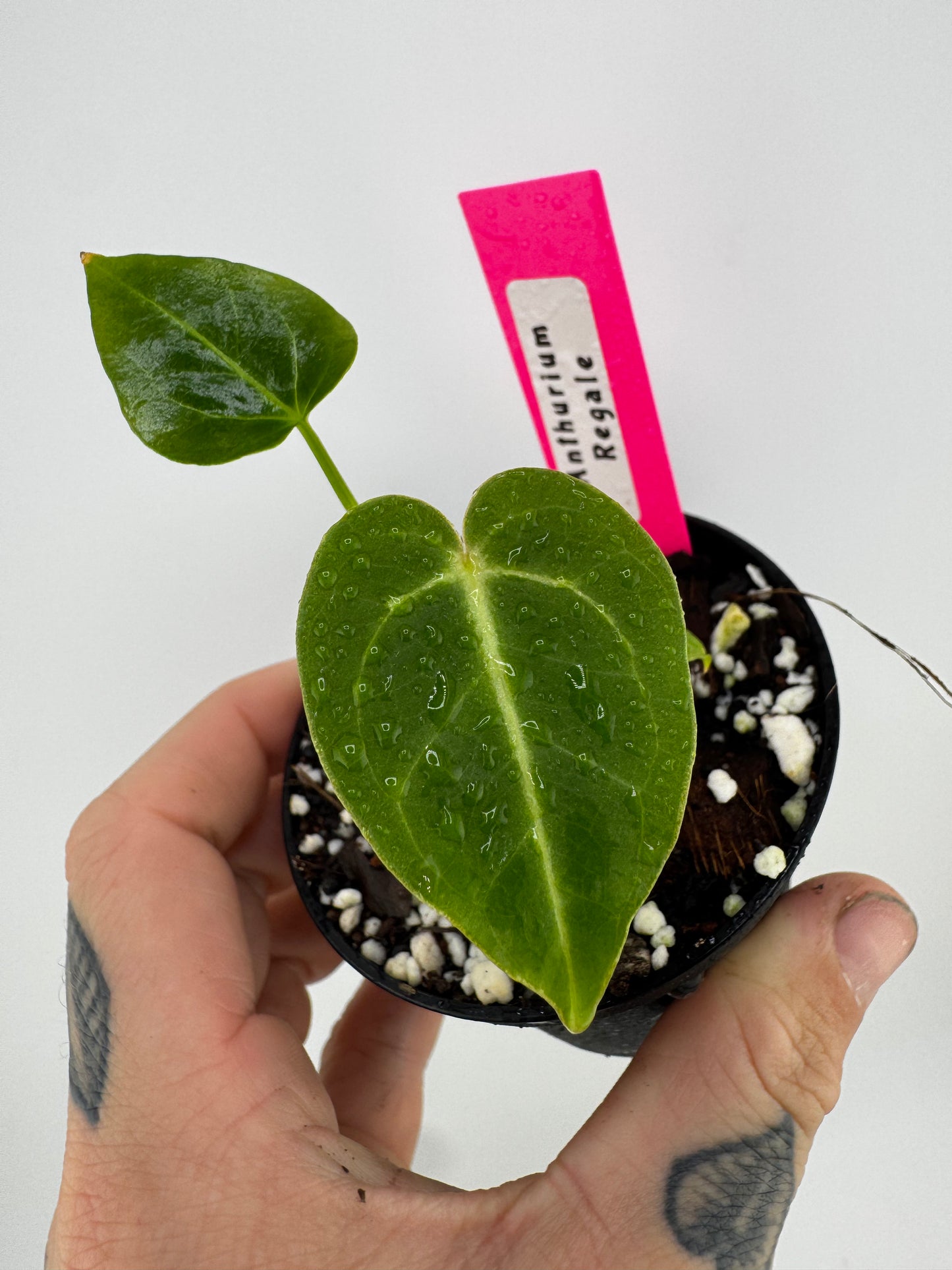 Anthurium Regale