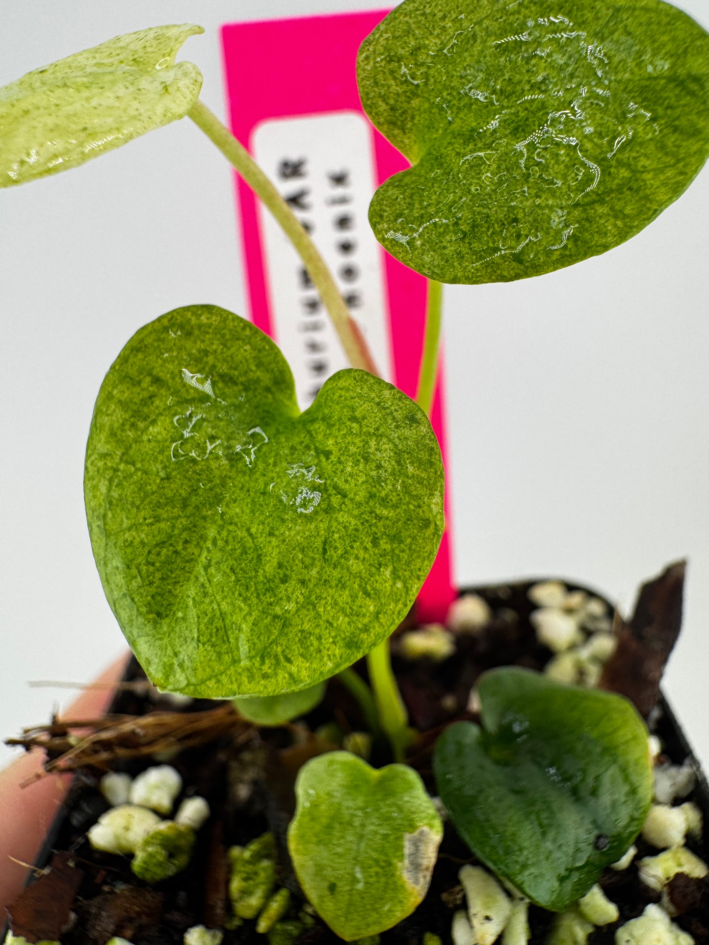 Anthurium Dark Phoenix ‘Mint’ Variegated