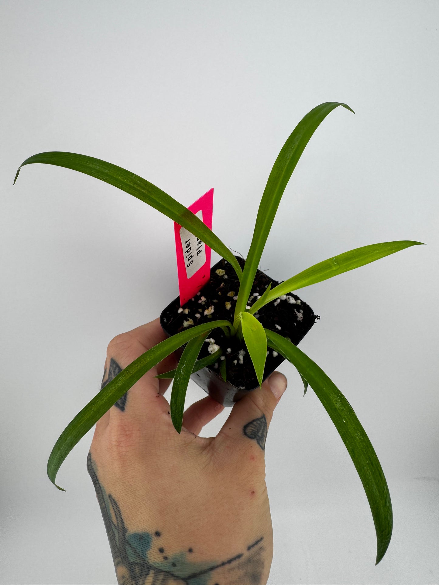 Spider Plant