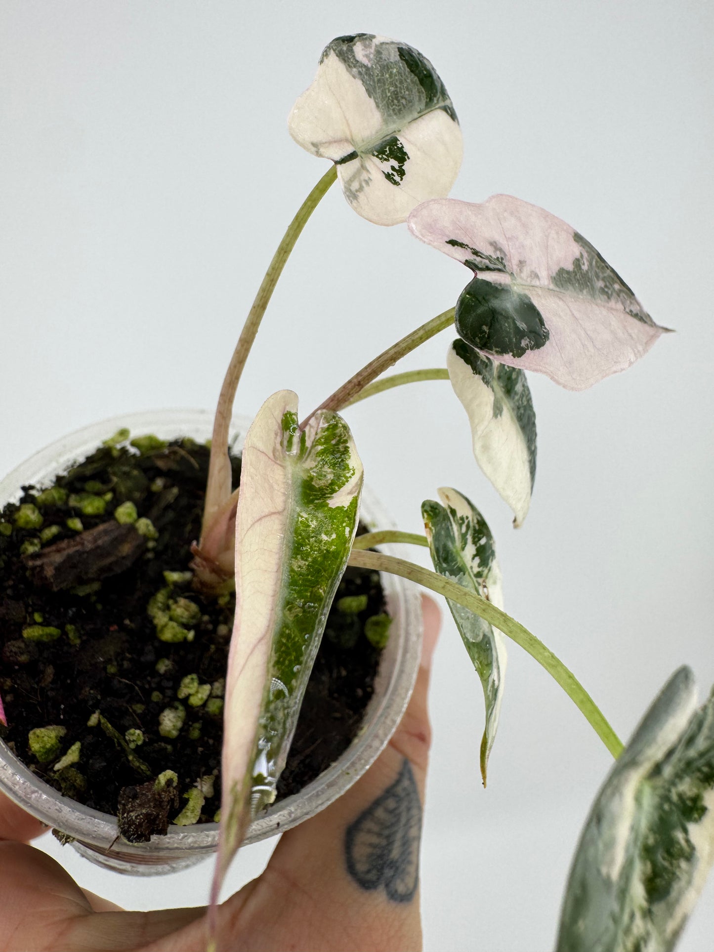 Variegated Alocasia Bambino Albo/Pink