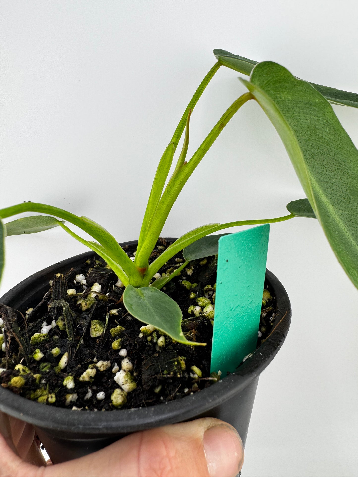 Philodendron Spiritus Sancti
