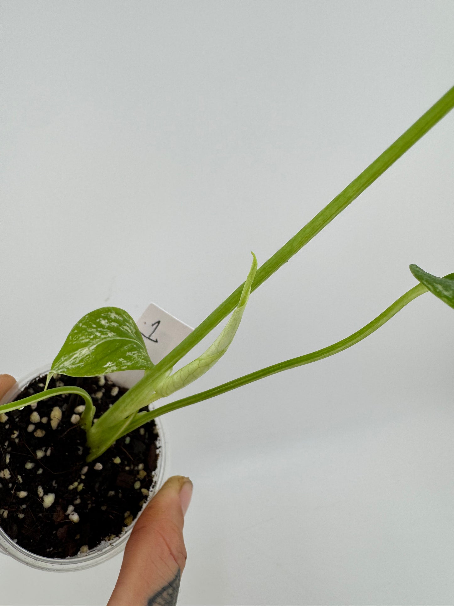 Monstera Deliciosa Mint ‘white monster’ Variegated