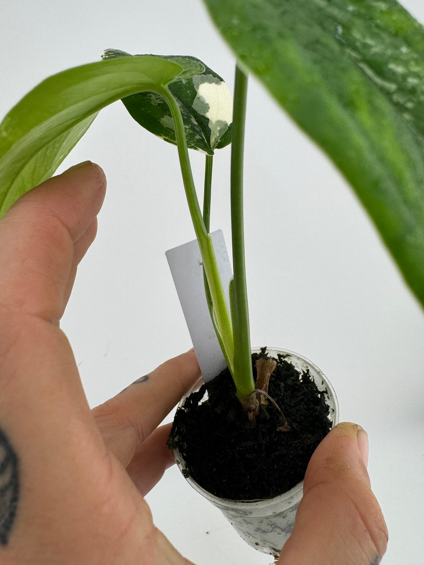 Syngonium Chiapense Variegated