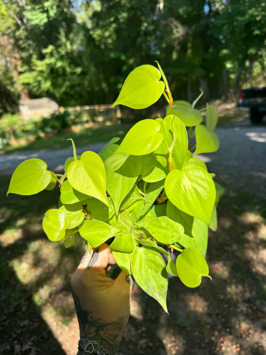6” Philodendron Heartleaf ‘Neon’