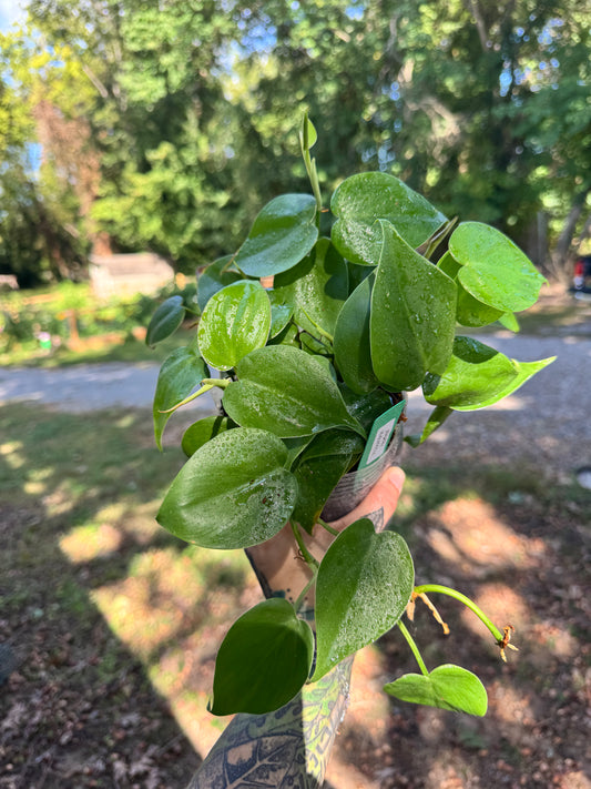 Philodendron cordatum ‘Heartleaf’