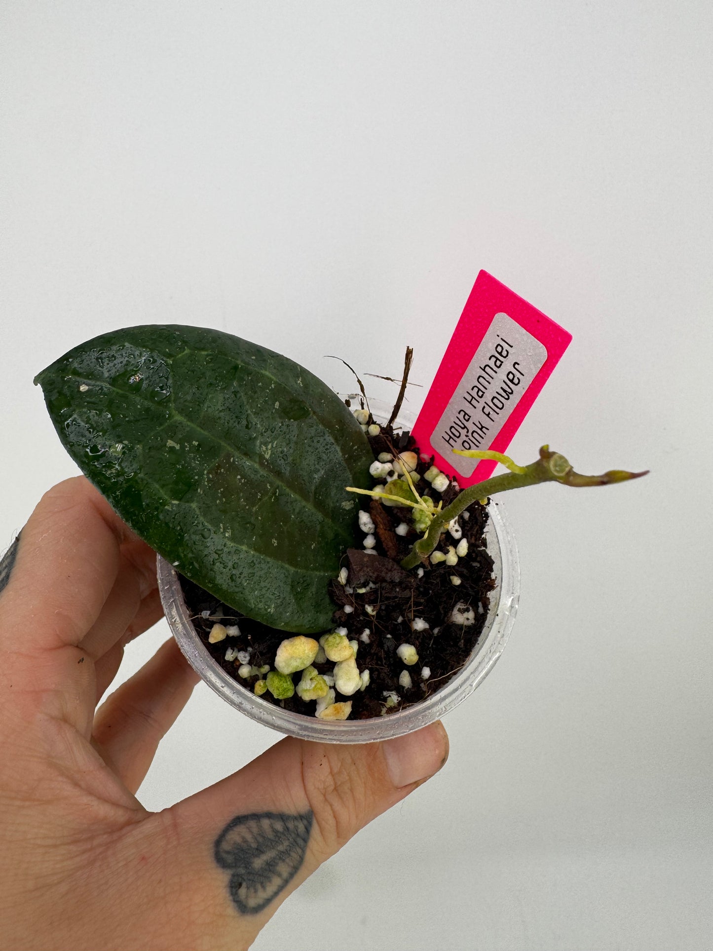 Hoya Hanhaei Pink Flower