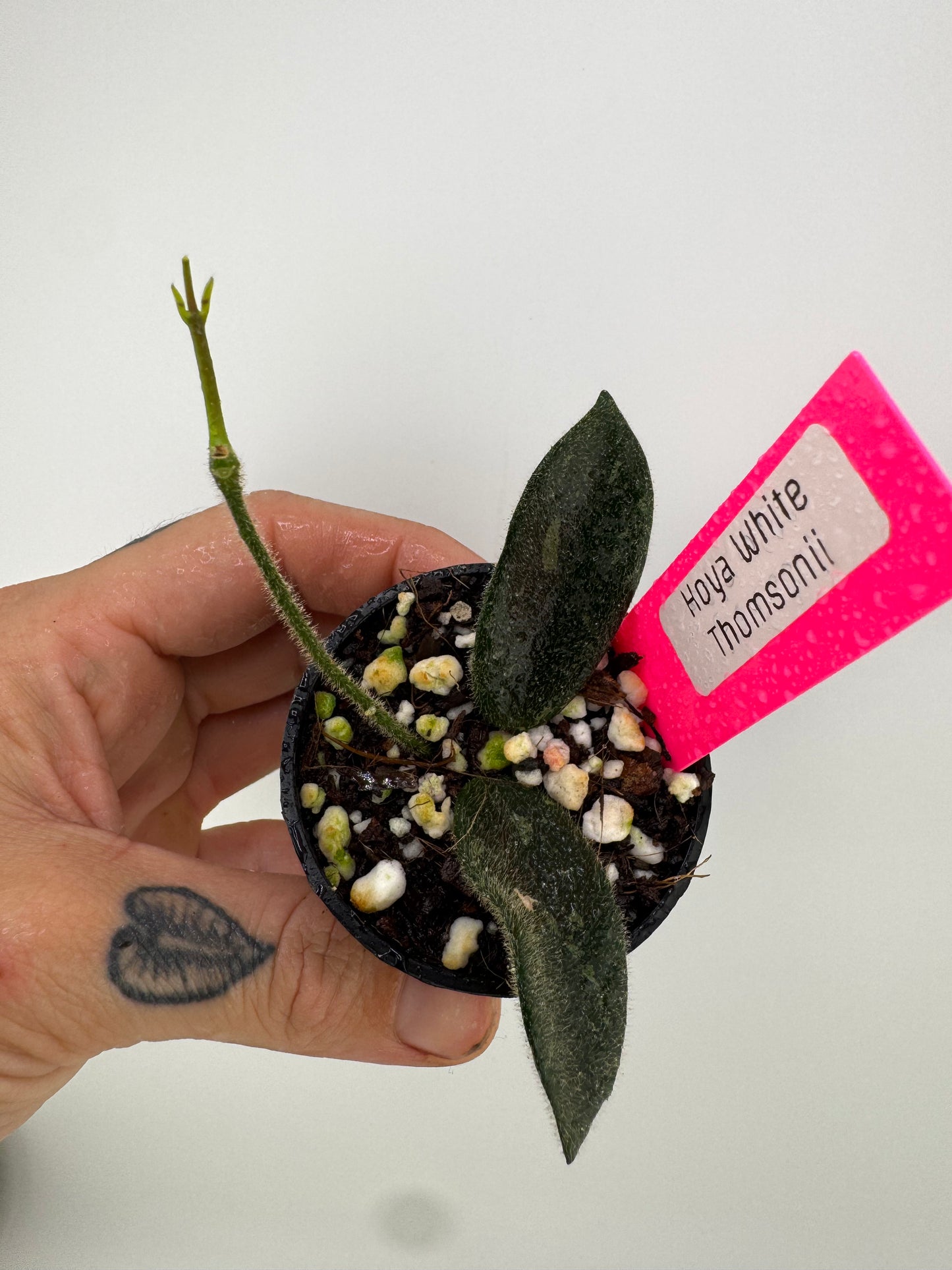 Hoya Thomsonii White