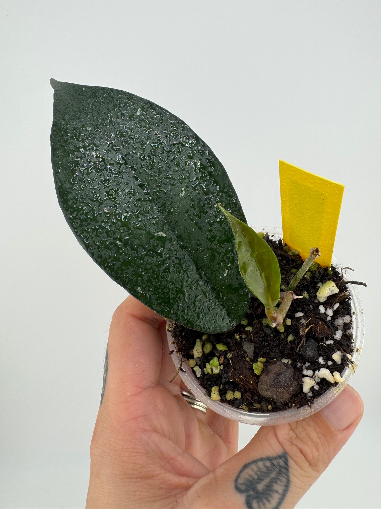 Hoya Fungii X Pubicalyx Royal Hawaiian