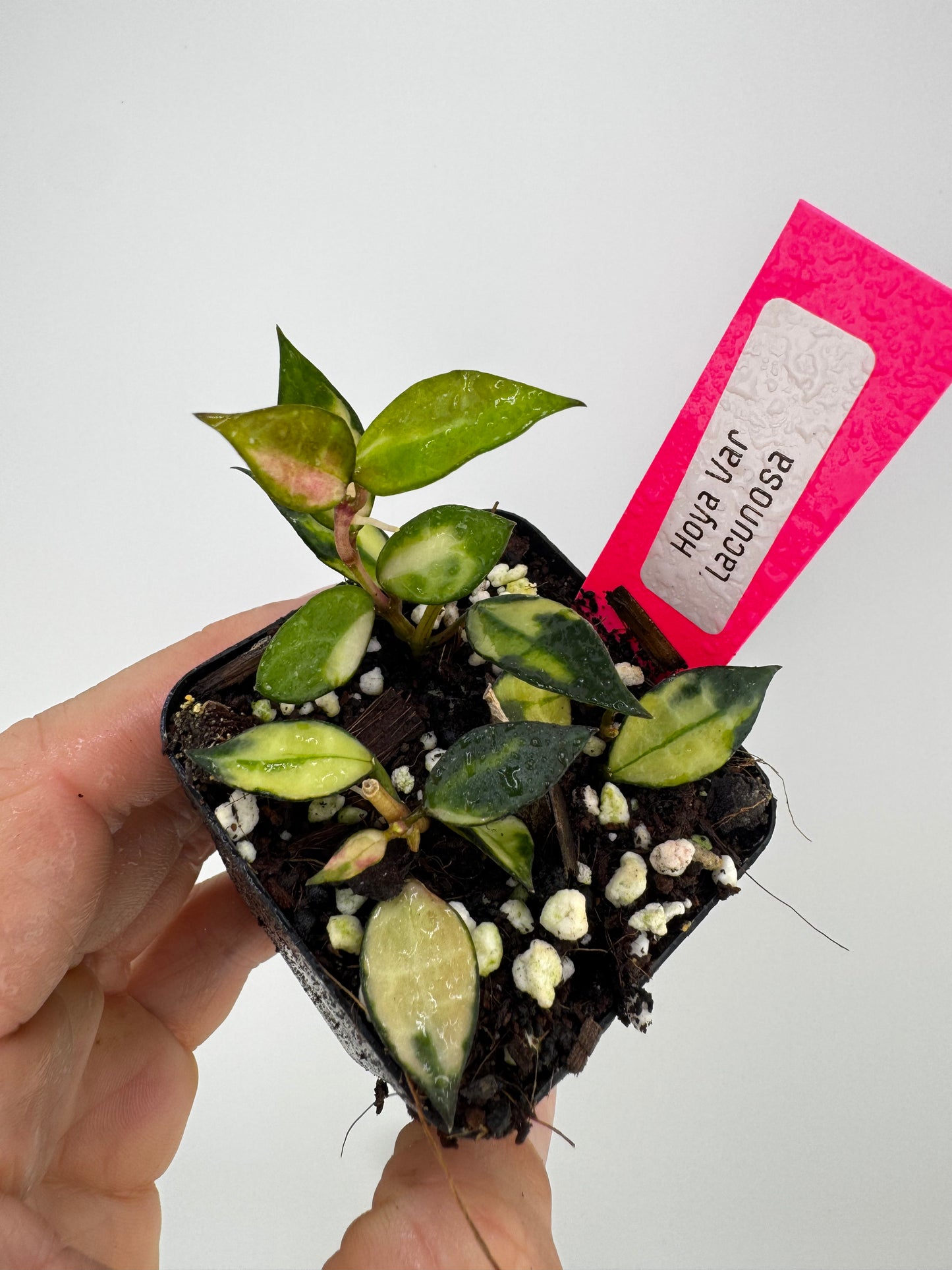 Hoya Lacunosa Variegated