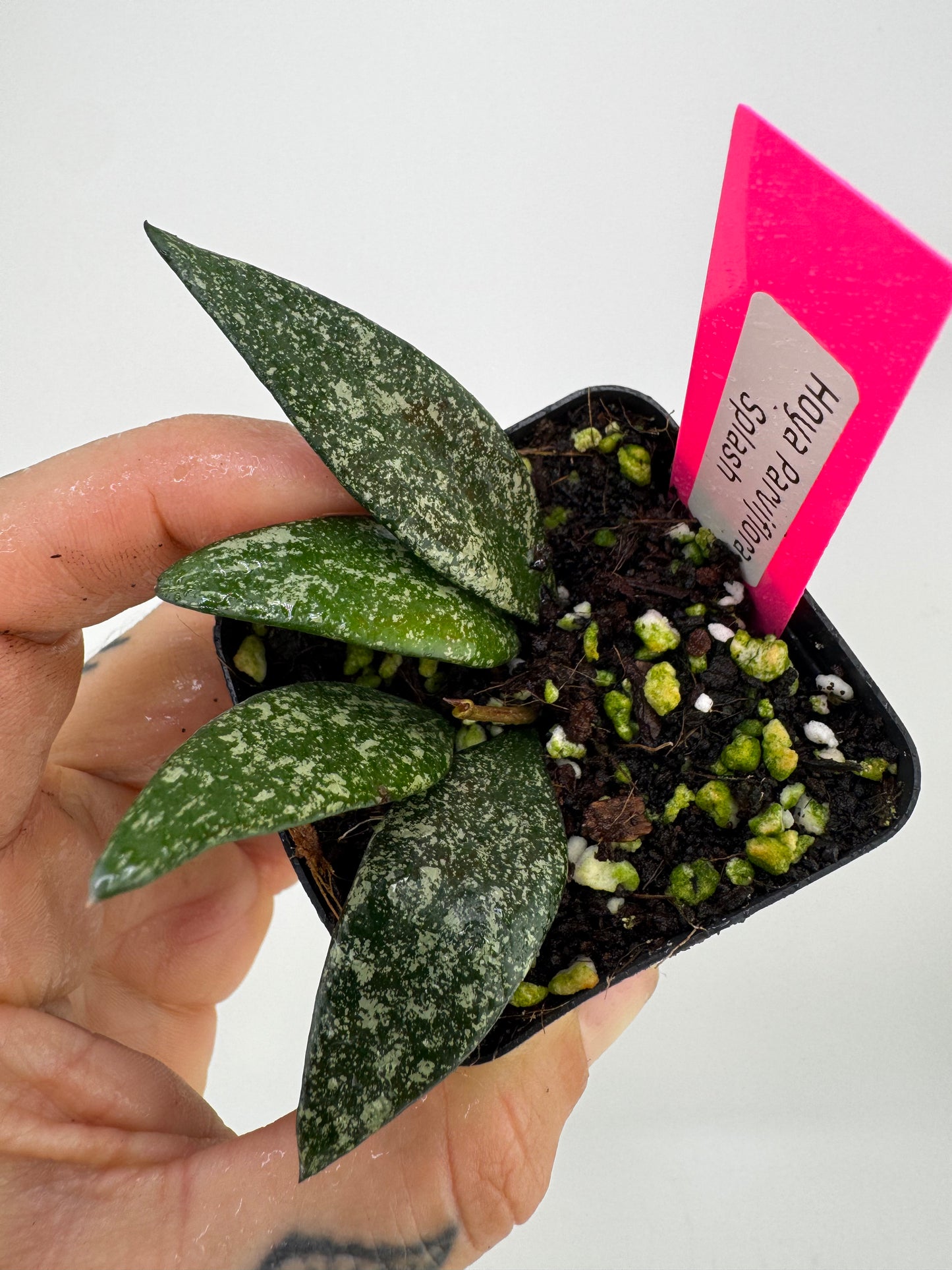 Hoya parviflora splash