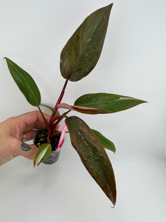 Philodendron Pink Princess