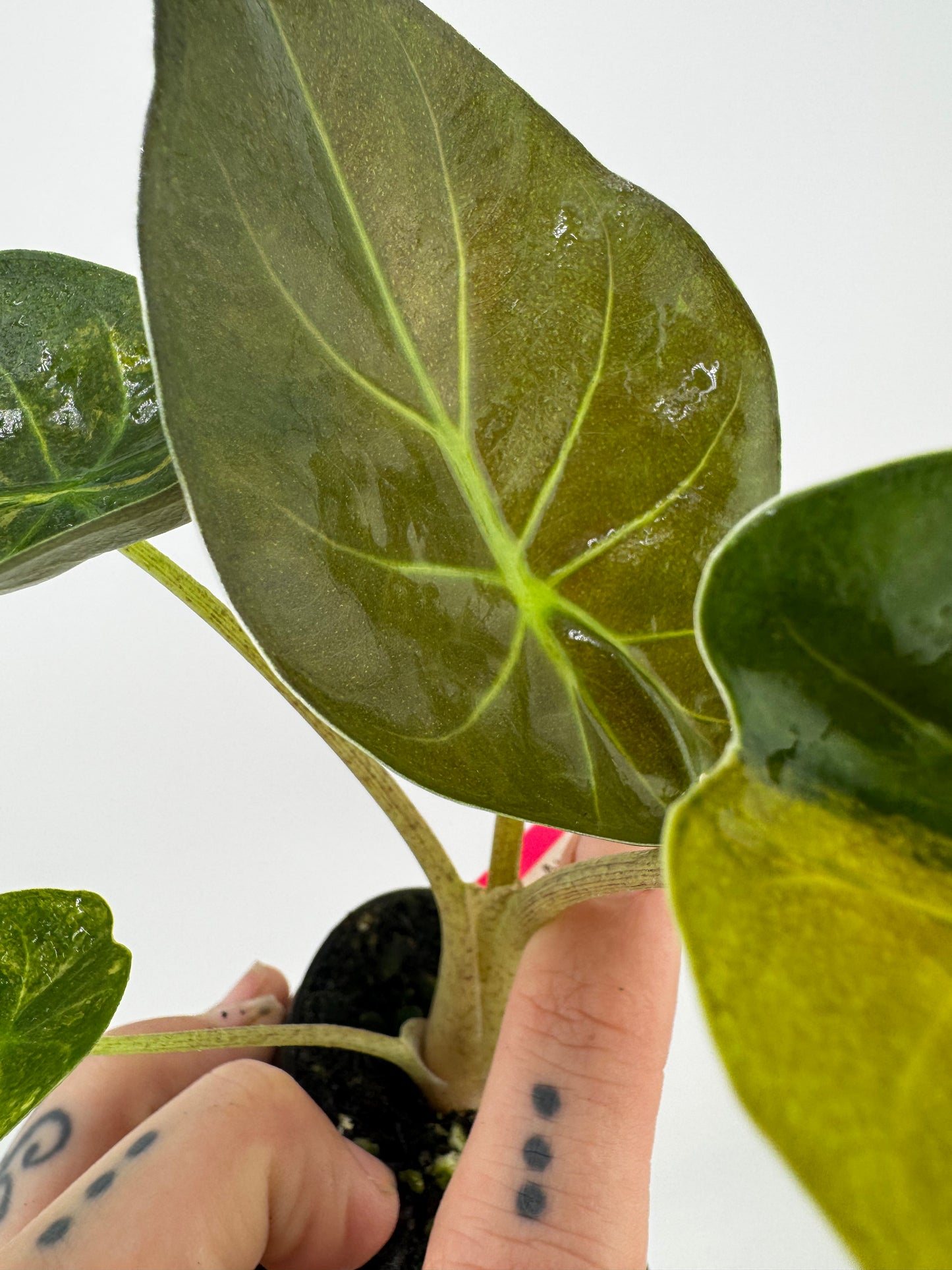 Alocasia Wentii Aurea Variegated #2