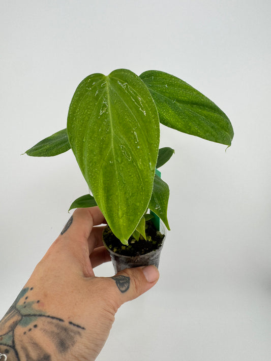Philodendron Nangaritense ‘Fuzzy Petiole’