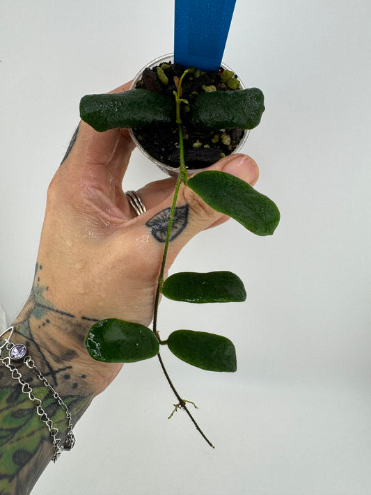 Hoya Rotundiflora