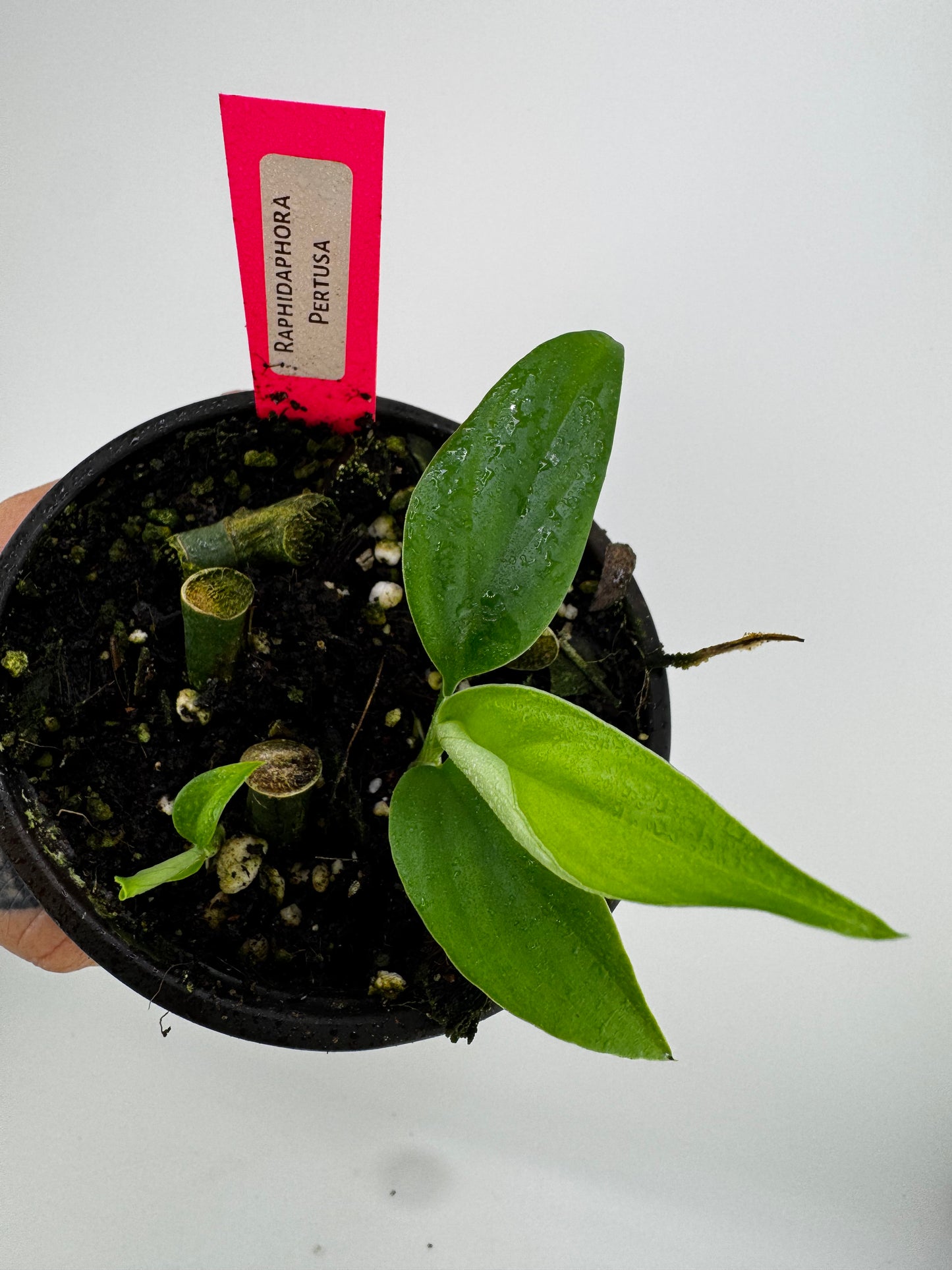 Raphidaphora Pertusa