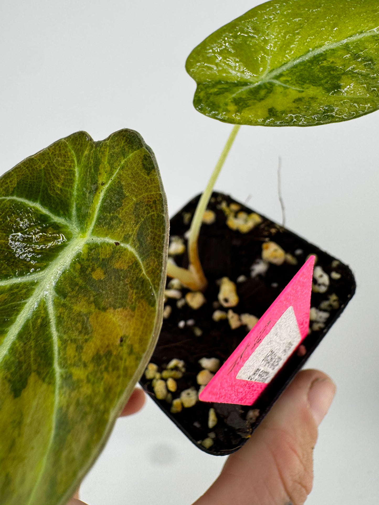 Alocasia Black Velvet ‘Aurea’ Variegated #2