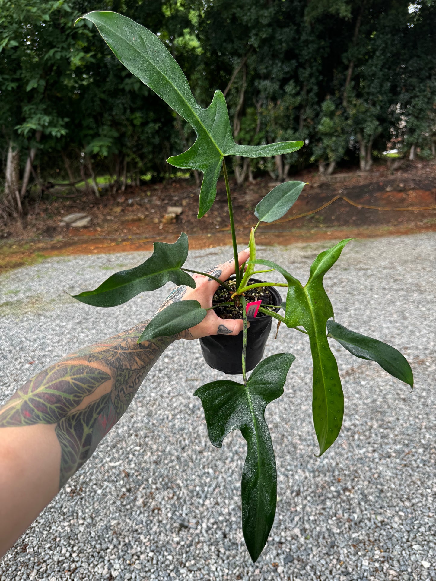 Philodendron Longilobotum/Leylani Miyano
