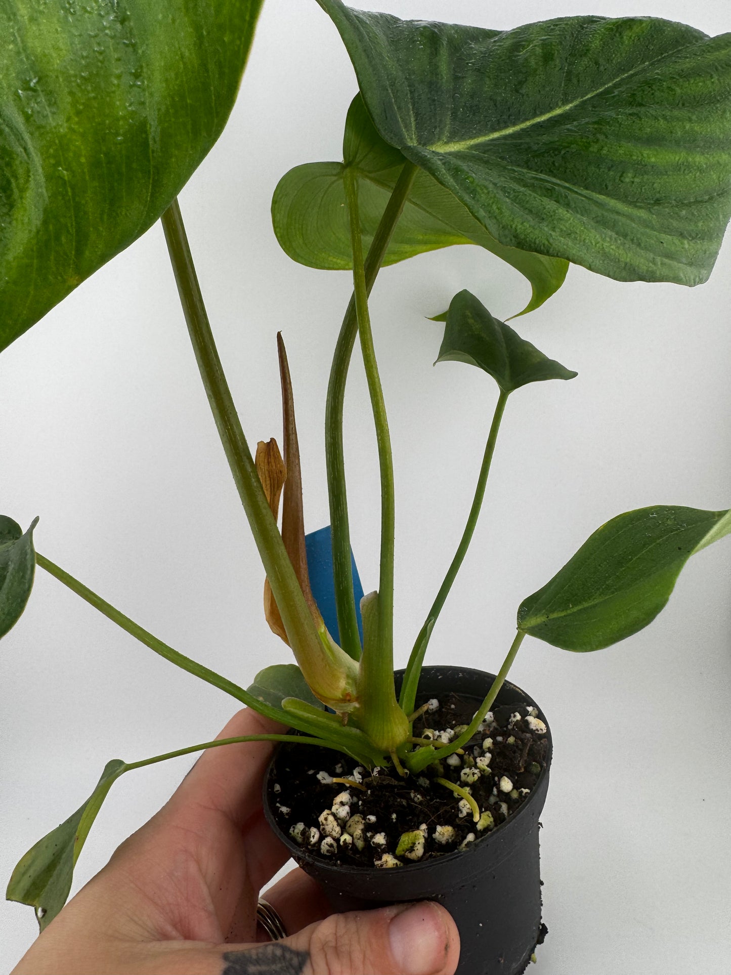 Philodendron Pastazanum