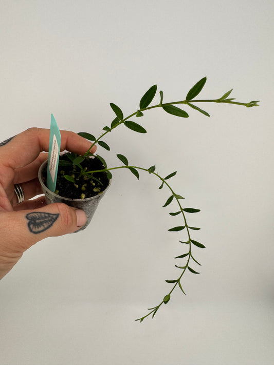Hoya Engleriana ‘Vietnam’