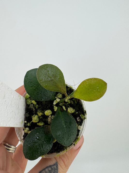 Hoya ‘Panchoi’ AKA ‘Bilobata’