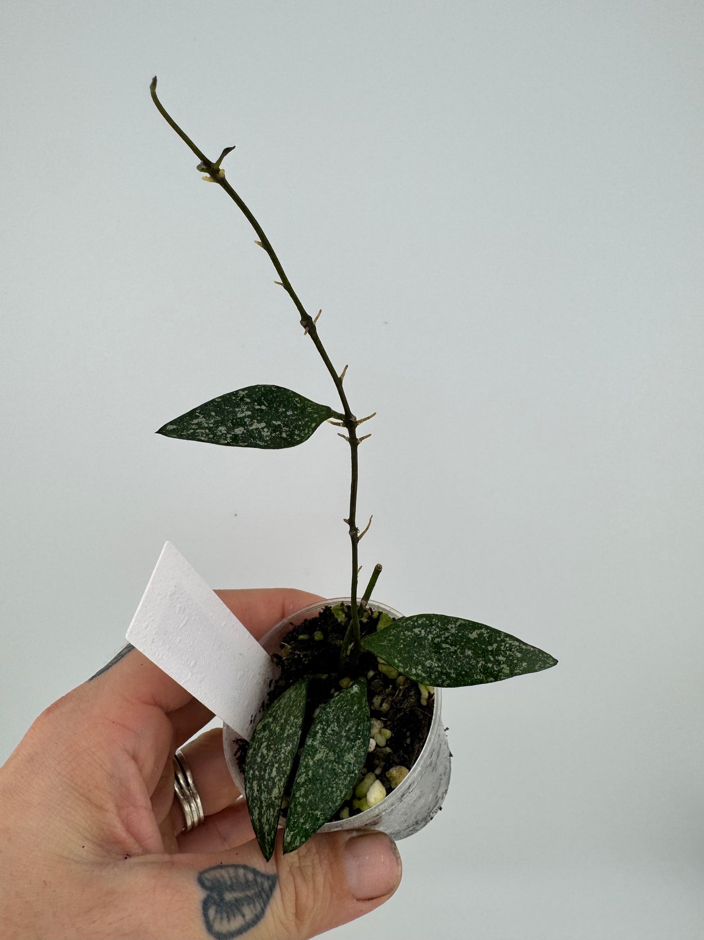 Hoya parviflora splash
